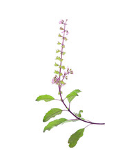 Basil flower isolated on white background