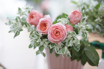 soft focus beautiful pink roses isolated on white background