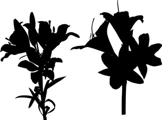 two lily black silhouettes isolated on white