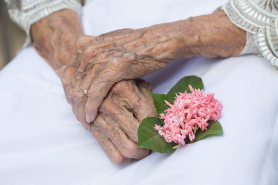 Hands of old woman holding a flower