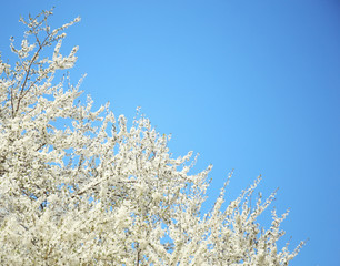 Branches of blooming fruit tree on sky background