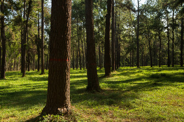 larch forest with sunlight and shadows at sunset