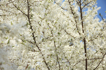Branches of blooming fruit tree on sky background