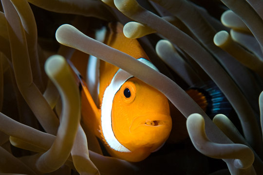 Clownfish