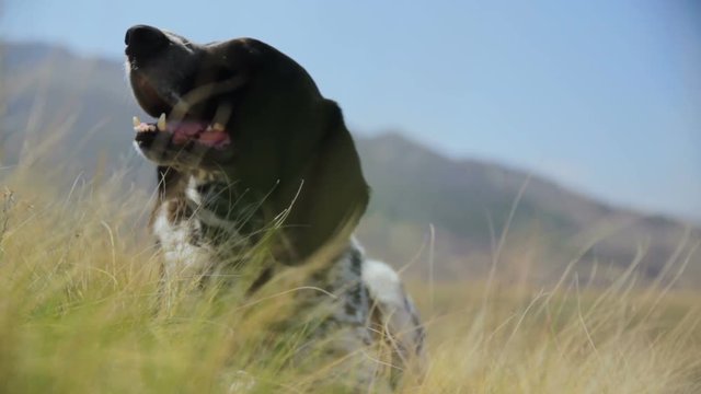 The hunting dog lies in the grass against the backdrop of the hills