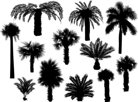 twelve palm silhouettes isolated on white