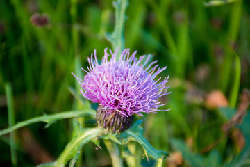 one wheel of pink thistle