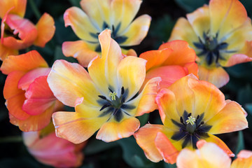 Pastel Orange and Yellow Tulips, Fully Opened, Top View