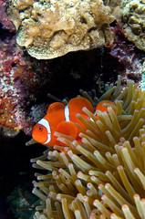Naklejka na ściany i meble Sea anemone and Clownfish