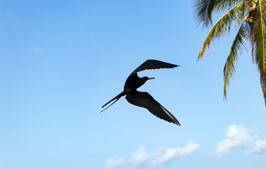Frigate bird flying