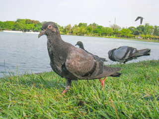 Group of pigeons