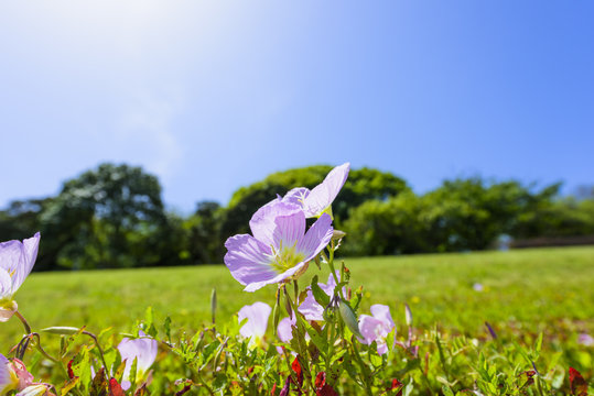昼咲き月見草」の写真素材 | 224件の無料イラスト画像 | Adobe Stock