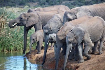 Elephant Family Drinking