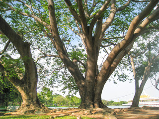 Fototapeta na wymiar Big trees
