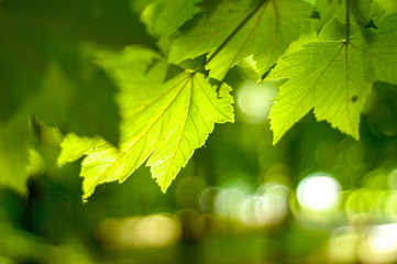 Fototapeta na wymiar Vivid green leaves and trees in background