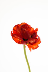 red tulip isolated