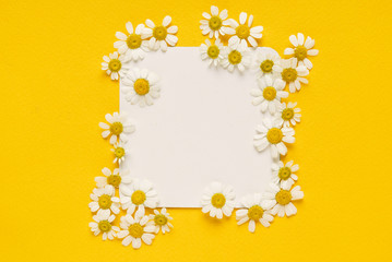 daisy flowers on the paper card