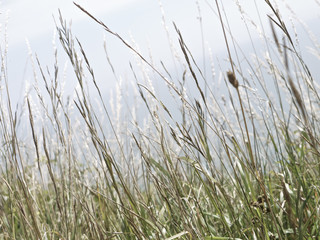 Tall Wild Grass