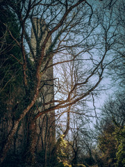 Obraz na płótnie Canvas Dark tree