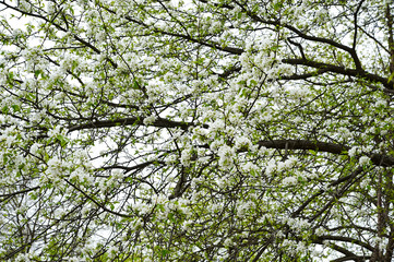 Blossoming tree background