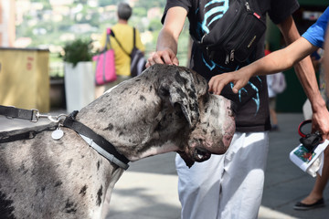 Cani accarezzano ragazzi