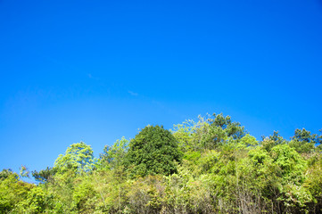 Fototapeta premium The forest and blue sky background scenery
