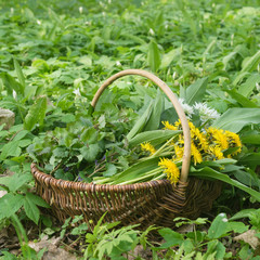Naklejka premium wild herbs / Basket with collected wild herbs in the forest