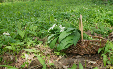 wild garlic / Basket with collected wild garlic in the forest