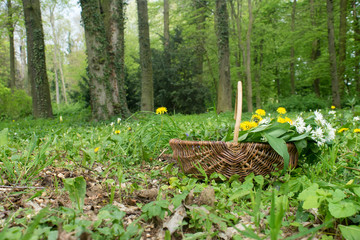 wild herbs / Basket with collected wild herbs in the forest