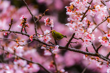 The Japanese White-eye and cherry blossoms. Located in Tokyo Prefecture Japan.