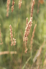Fototapeta premium Tall Wild Grass
