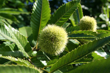 American Chestnut Kastanie