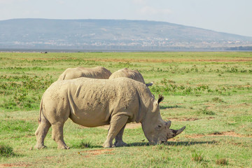 Obraz premium White rhinos in savannah