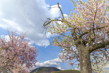 Almond tree with pink blossom Landscape Southern Wine Route  Germany