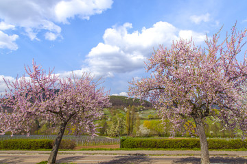Rosa Mandelblüte Frühling Landschaft in der Pfalz an der Deutschen Weinstraße