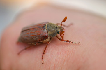 Macro cockchafer bug, vibrant close up.