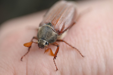 Macro cockchafer bug, vibrant close up.
