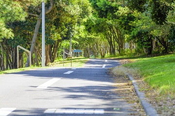 新緑の中の道