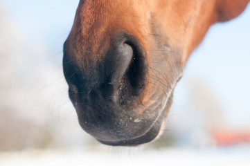 Funny closeup portrait of horse