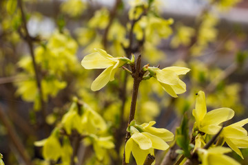 Blooming in garden bush forsythia with yellow flowers