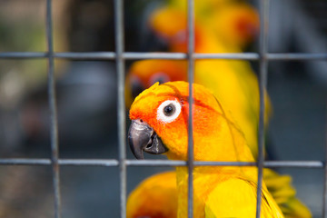 lovebird in steel cage
