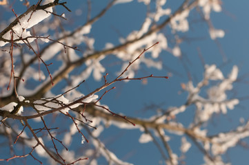 Branch with snow at winter