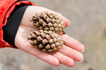 Pine cone in hand