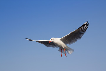 Seagull flying on clear blue sky