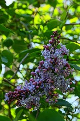 Ветка сиреневого куста цветущая маленькими цветочками