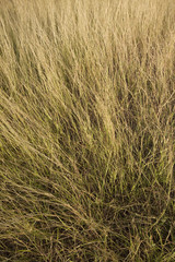 Long wild grass
