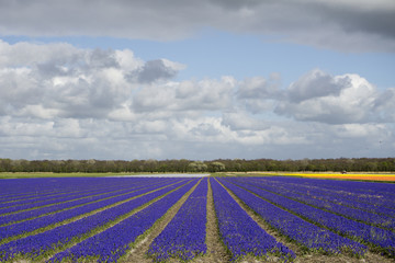 Fototapeta na wymiar Field with blue grapes in the Netherlands