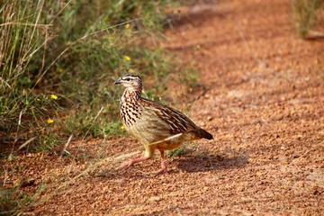 Guinea Fowl Walking