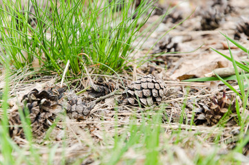 Fototapeta premium Pine cone in hand