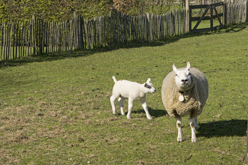 A sheep with her young in the meadow